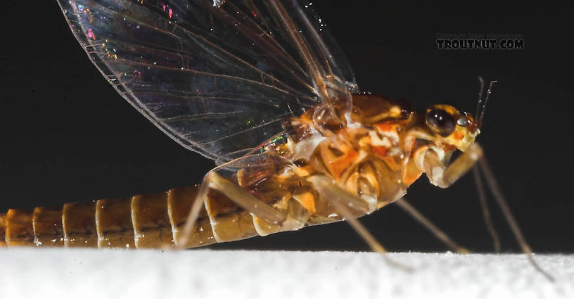 Female Baetidae (Blue-Winged Olives) Mayfly Spinner from the Namekagon River in Wisconsin