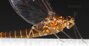 Female Baetidae (Blue-Winged Olives) Mayfly Spinner