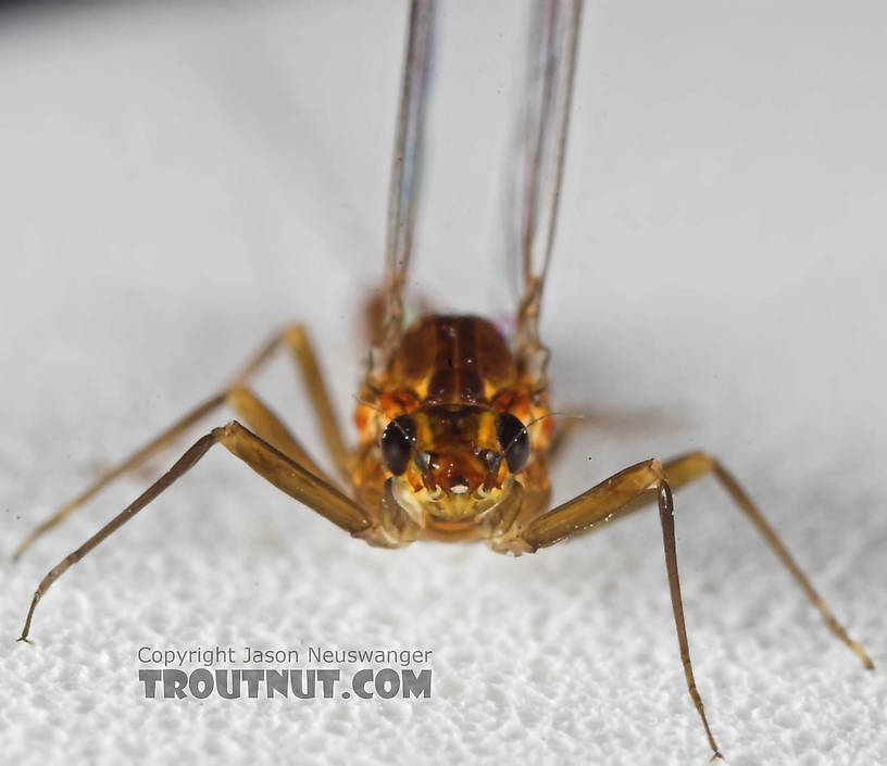 Female Baetidae (Blue-Winged Olives) Mayfly Spinner from the Namekagon River in Wisconsin