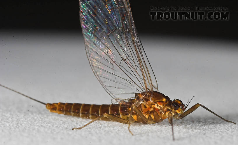 Female Baetidae (Blue-Winged Olives) Mayfly Spinner from the Namekagon River in Wisconsin