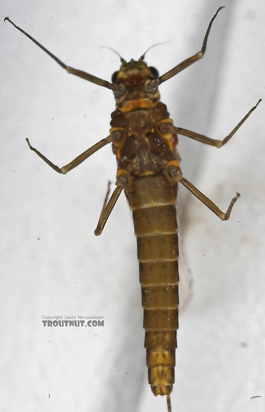 Female Baetidae (Blue-Winged Olives) Mayfly Spinner from the Namekagon River in Wisconsin