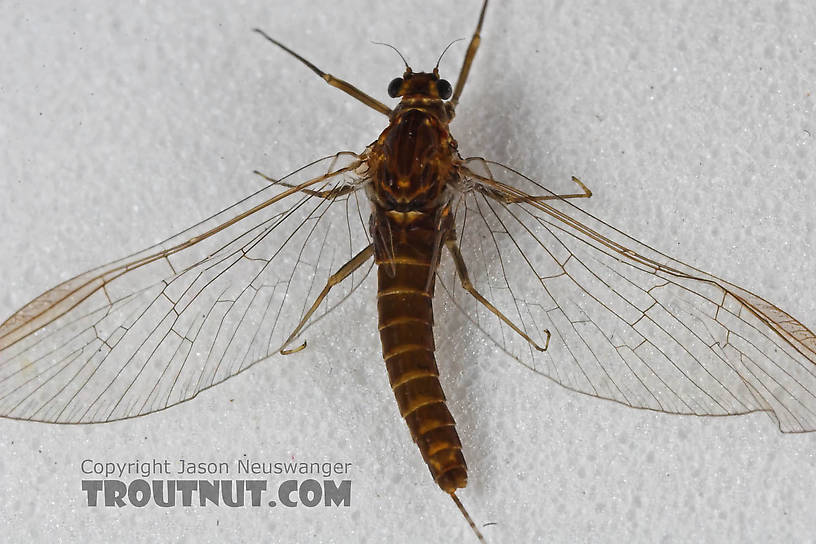 Female Baetidae (Blue-Winged Olives) Mayfly Spinner from the Namekagon River in Wisconsin