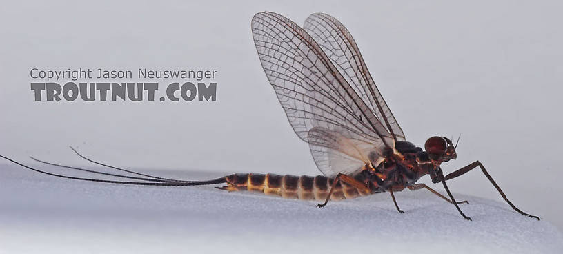 Male Leptophlebia cupida (Borcher Drake) Mayfly Dun from the Teal River in Wisconsin