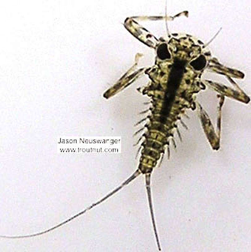 Epeorus vitreus (Sulphur) Mayfly Nymph from unknown in Wisconsin