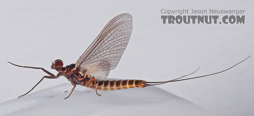 Male Leptophlebia cupida (Borcher Drake) Mayfly Dun from the Teal River in Wisconsin