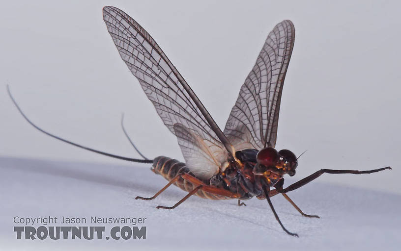 Male Leptophlebia cupida (Borcher Drake) Mayfly Dun from the Teal River in Wisconsin