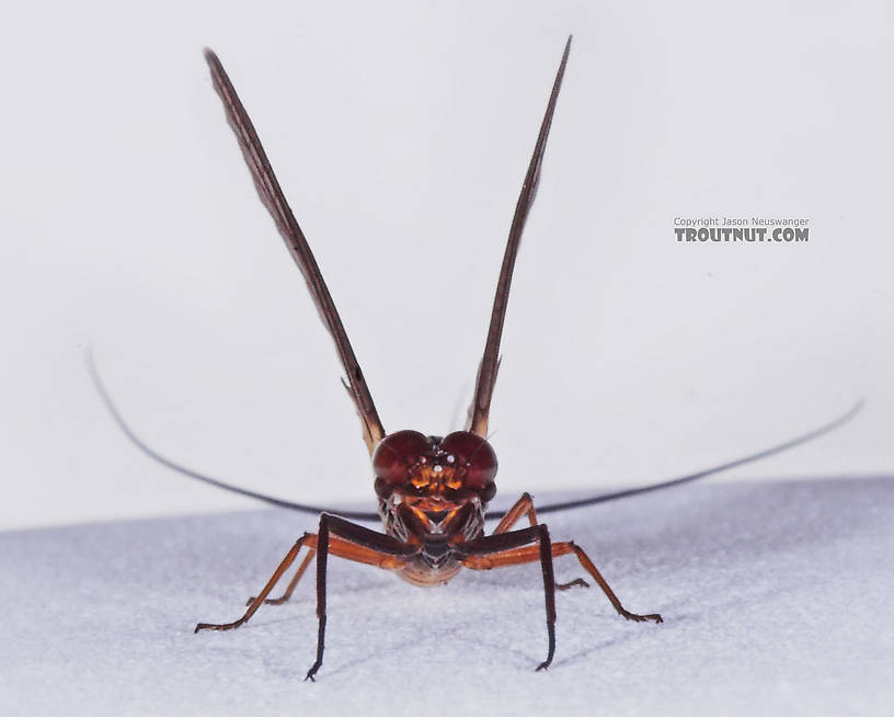 Male Leptophlebia cupida (Borcher Drake) Mayfly Dun from the Teal River in Wisconsin