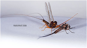 Leptophlebia cupida (Borcher Drake) Mayfly Dun