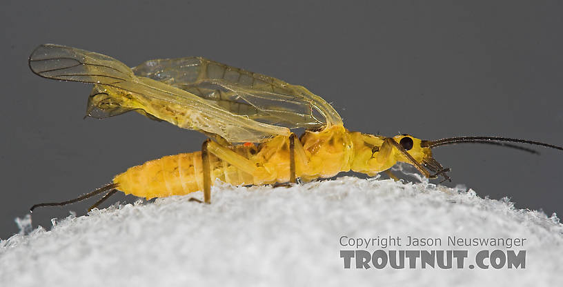 Isoperla (Stripetails and Yellow Stones) Stonefly Adult from Salmon Creek in New York