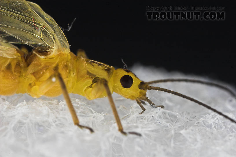 Isoperla (Stripetails and Yellow Stones) Stonefly Adult from Salmon Creek in New York