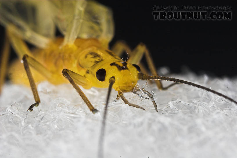 Isoperla (Stripetails and Yellow Stones) Stonefly Adult from Salmon Creek in New York