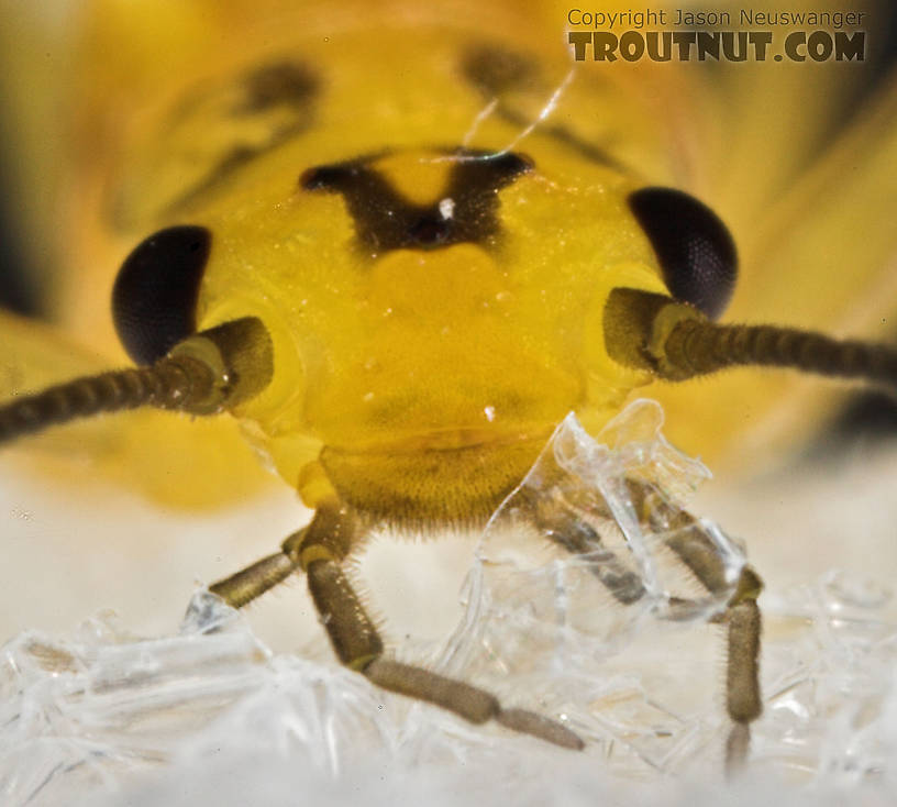 Isoperla (Stripetails and Yellow Stones) Stonefly Adult from Salmon Creek in New York