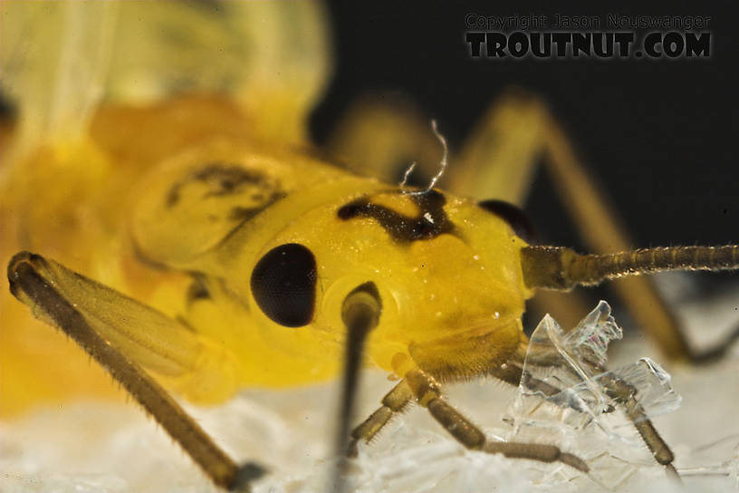 Isoperla (Stripetails and Yellow Stones) Stonefly Adult from Salmon Creek in New York