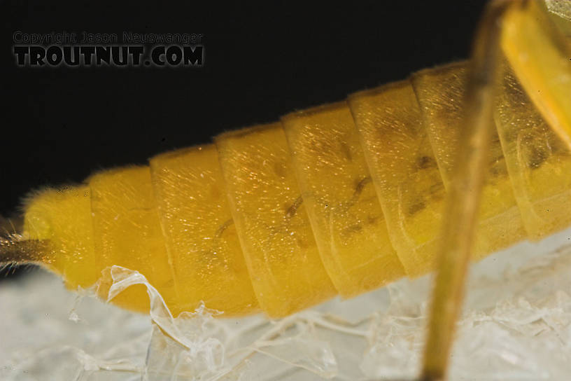 Isoperla (Stripetails and Yellow Stones) Stonefly Adult from Salmon Creek in New York