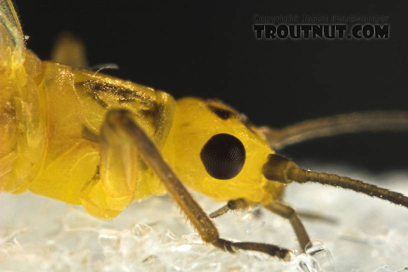 Isoperla (Stripetails and Yellow Stones) Stonefly Adult from Salmon Creek in New York