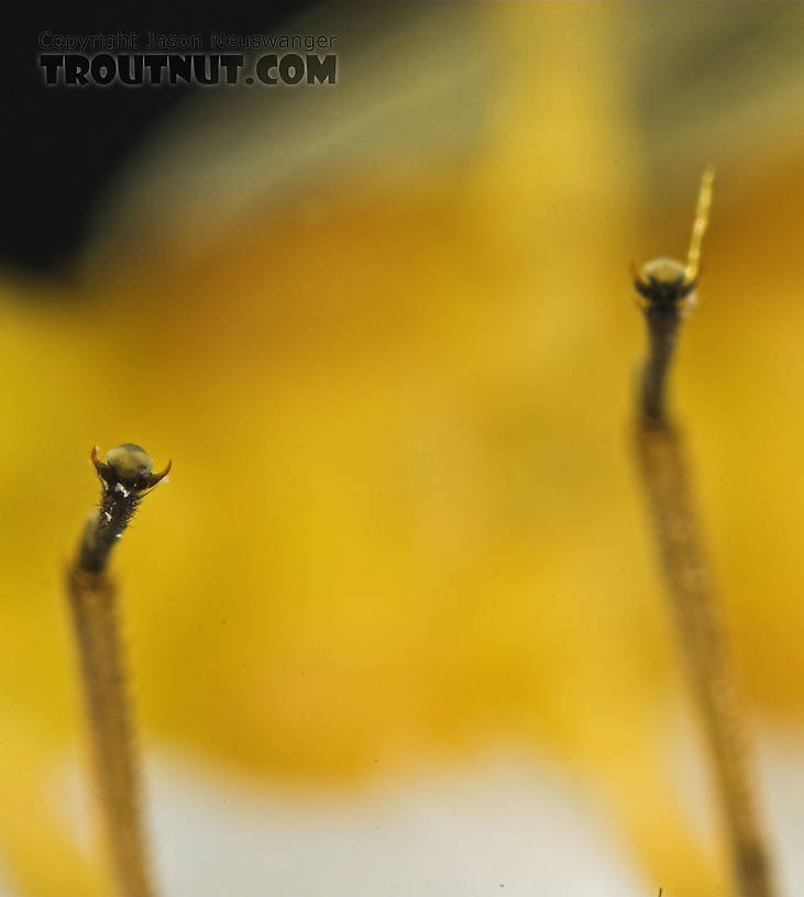 This is one of my most "artsy" insect pictures so far.  The stonefly's feet look like jewel-topped spires or some kind of alien guard towers.  The out-of-focus background is the underside of the thorax.  Isoperla (Stripetails and Yellow Stones) Stonefly Adult from Salmon Creek in New York