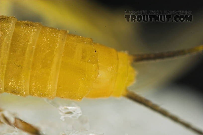 Isoperla (Stripetails and Yellow Stones) Stonefly Adult from Salmon Creek in New York