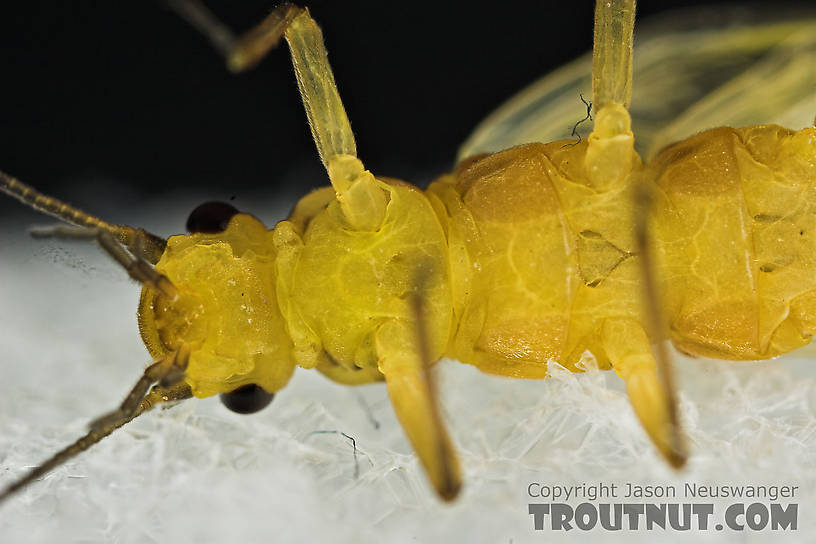 Isoperla (Stripetails and Yellow Stones) Stonefly Adult from Salmon Creek in New York