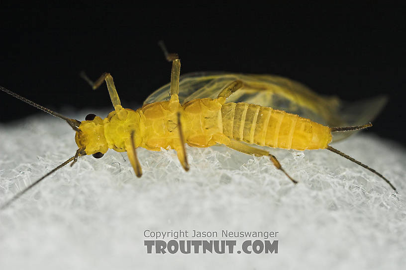 Isoperla (Stripetails and Yellow Stones) Stonefly Adult from Salmon Creek in New York