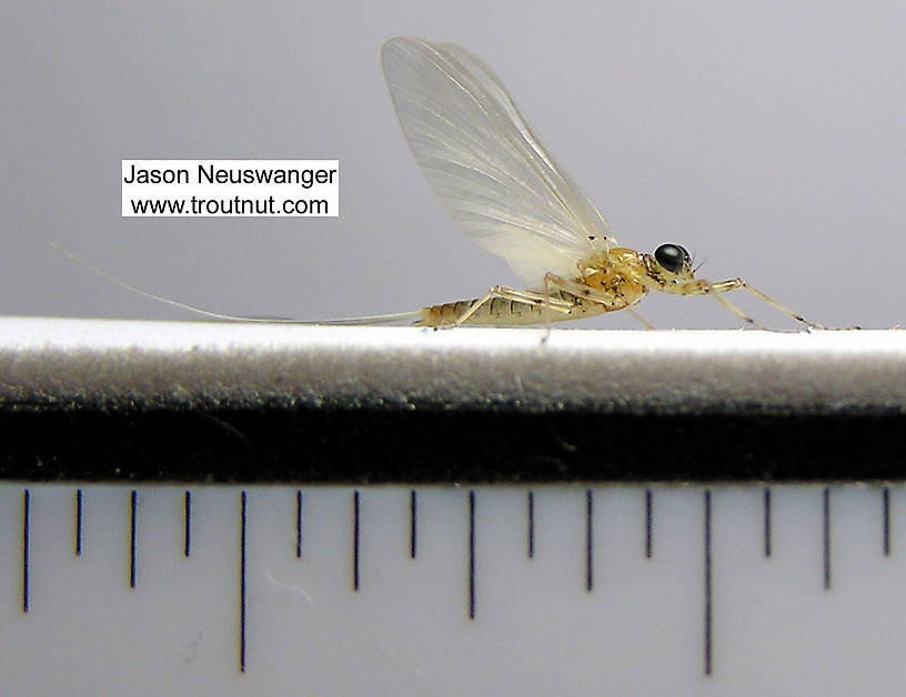 Male Epeorus vitreus (Sulphur) Mayfly Dun from the Beaverkill River in New York