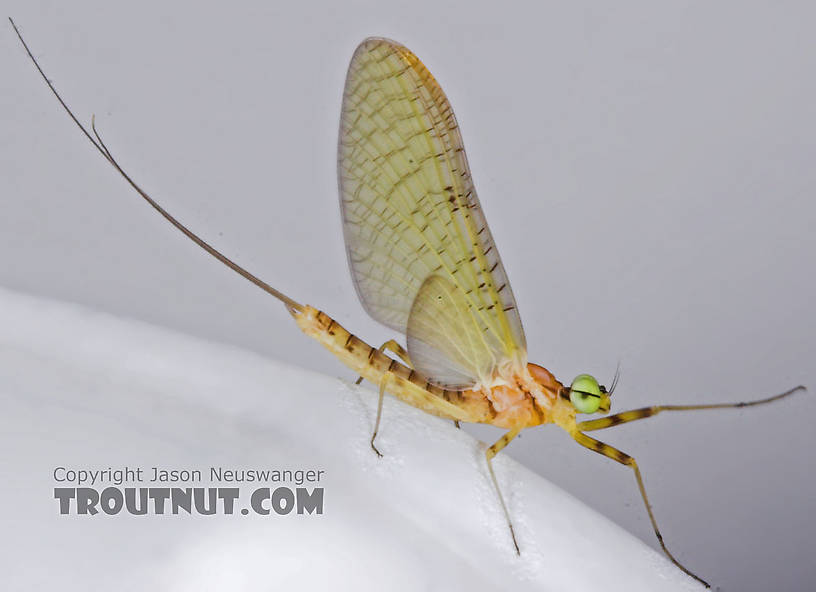 Male Stenacron (Light Cahills) Mayfly Dun from the Teal River in Wisconsin