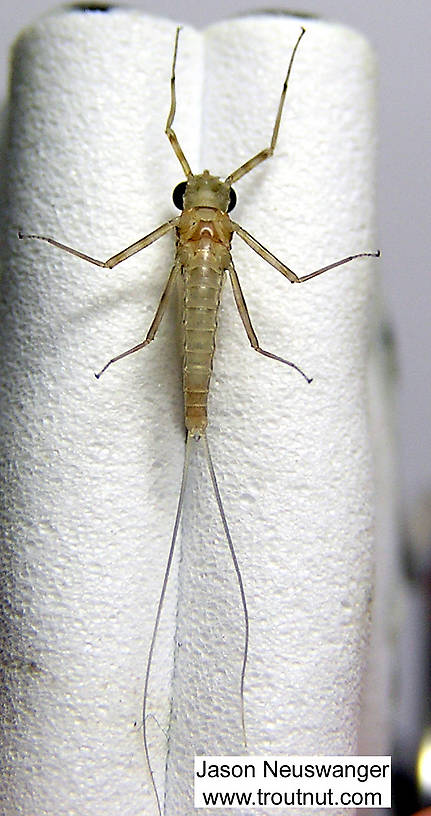 Male Epeorus vitreus (Sulphur) Mayfly Dun from the Beaverkill River in New York