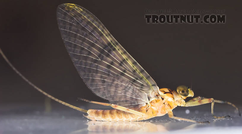 Male Maccaffertium (March Browns and Cahills) Mayfly Dun from the Namekagon River in Wisconsin