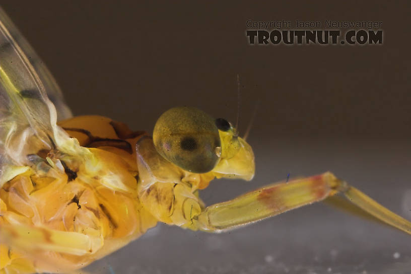 Male Maccaffertium (March Browns and Cahills) Mayfly Dun from the Namekagon River in Wisconsin