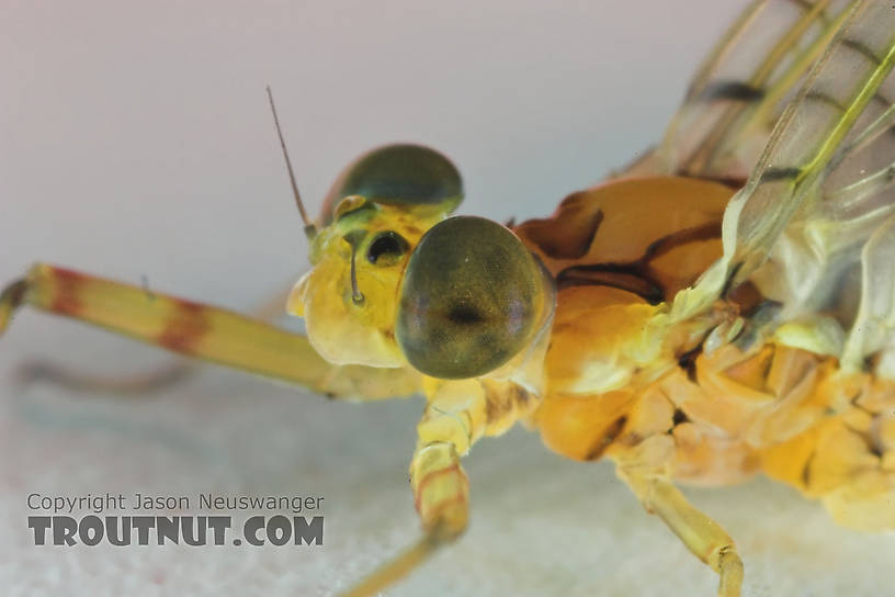 Male Maccaffertium (March Browns and Cahills) Mayfly Dun from the Namekagon River in Wisconsin