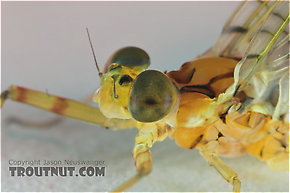 Male Maccaffertium (March Browns and Cahills) Mayfly Dun