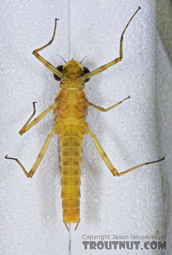 Male Maccaffertium (March Browns and Cahills) Mayfly Dun from the Namekagon River in Wisconsin