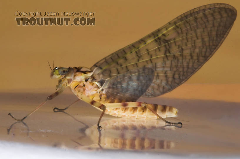 Female Maccaffertium (March Browns and Cahills) Mayfly Dun from the Namekagon River in Wisconsin