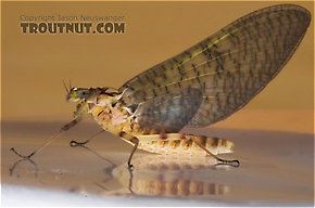 Female Maccaffertium (March Browns and Cahills) Mayfly Dun