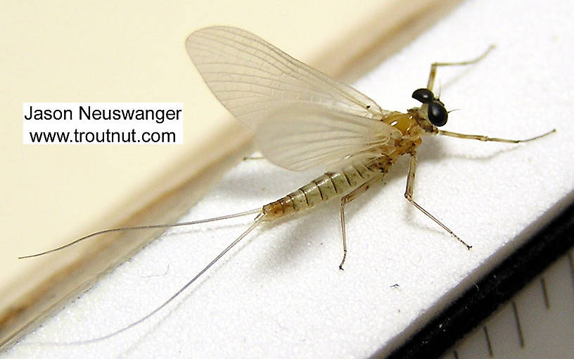 Male Epeorus vitreus (Sulphur) Mayfly Dun from the Beaverkill River in New York