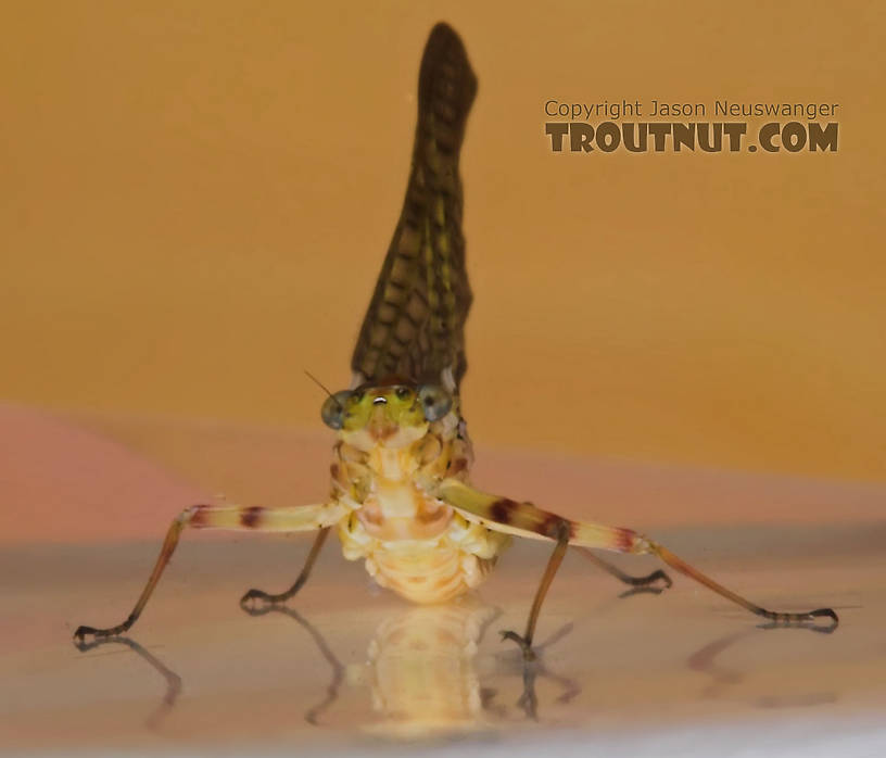 Female Maccaffertium (March Browns and Cahills) Mayfly Dun from the Namekagon River in Wisconsin