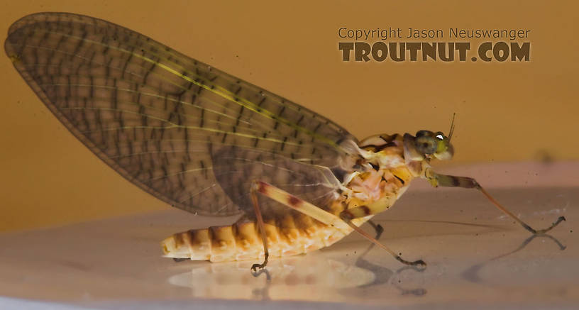 Female Maccaffertium (March Browns and Cahills) Mayfly Dun from the Namekagon River in Wisconsin