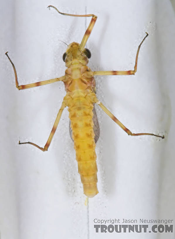 Female Maccaffertium (March Browns and Cahills) Mayfly Dun from the Namekagon River in Wisconsin