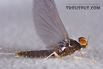 Male Baetidae (Blue-Winged Olives) Mayfly Dun