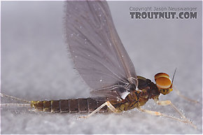 Male Baetidae (Blue-Winged Olives) Mayfly Dun