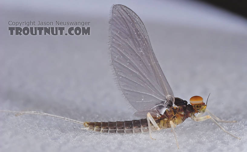 Male Baetidae (Blue-Winged Olives) Mayfly Dun from the Teal River in Wisconsin