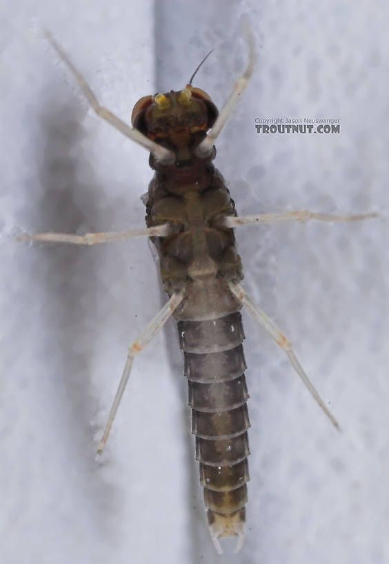 Male Baetidae (Blue-Winged Olives) Mayfly Dun from the Teal River in Wisconsin