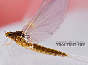 Baetidae (Blue-Winged Olives) Mayfly Dun