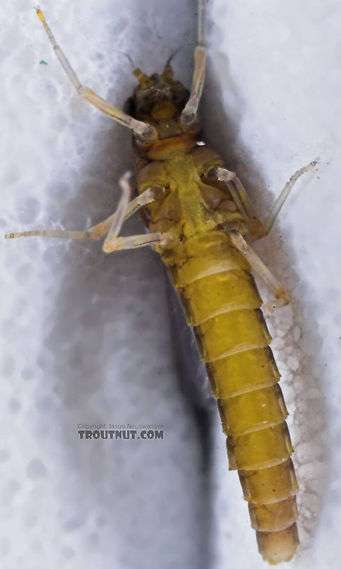 Female Baetidae (Blue-Winged Olives) Mayfly Dun from the Teal River in Wisconsin