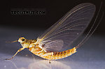 Female Ephemerella invaria (Sulphur Dun) Mayfly Dun