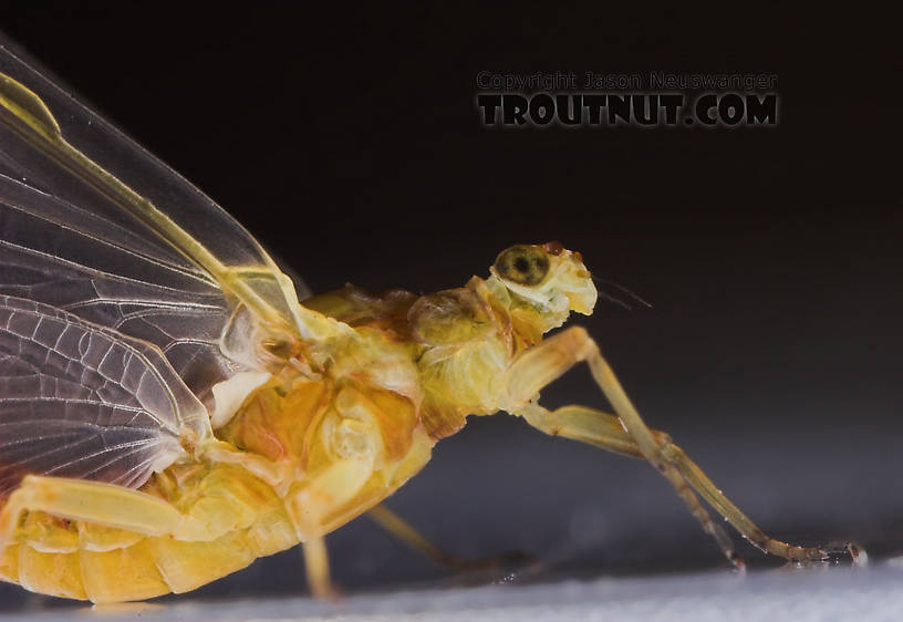 Female Ephemerella invaria (Sulphur Dun) Mayfly Dun from the Teal River in Wisconsin