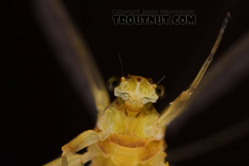 Female Ephemerella invaria (Sulphur Dun) Mayfly Dun from the Teal River in Wisconsin