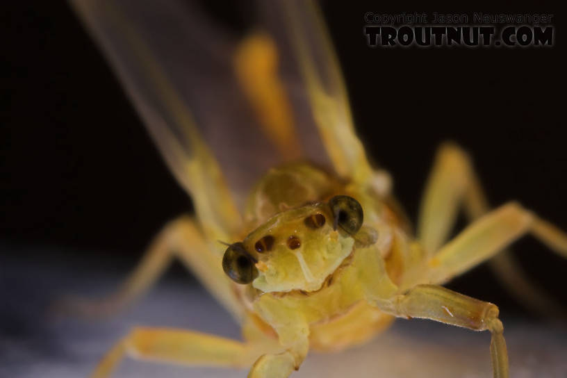 Female Ephemerella invaria (Sulphur Dun) Mayfly Dun from the Teal River in Wisconsin