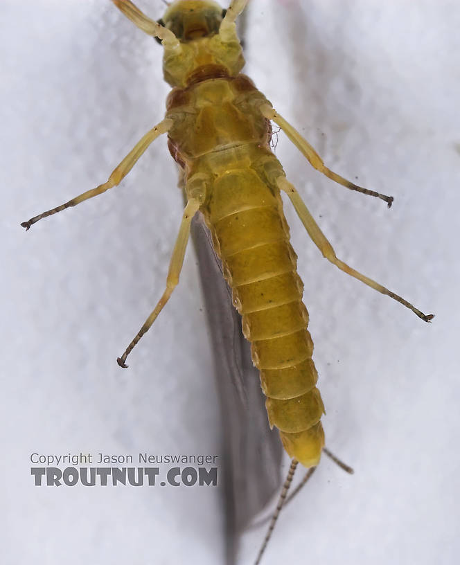 Female Ephemerella invaria (Sulphur Dun) Mayfly Dun from the Teal River in Wisconsin