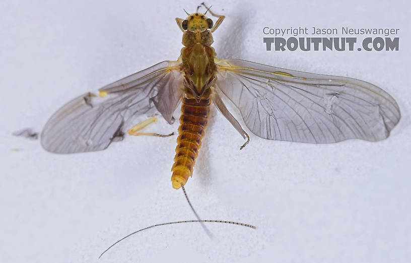 Female Ephemerella invaria (Sulphur Dun) Mayfly Dun from the Teal River in Wisconsin