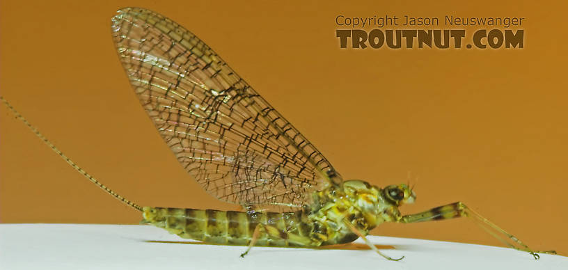 Female Maccaffertium vicarium (March Brown) Mayfly Spinner from the Namekagon River in Wisconsin